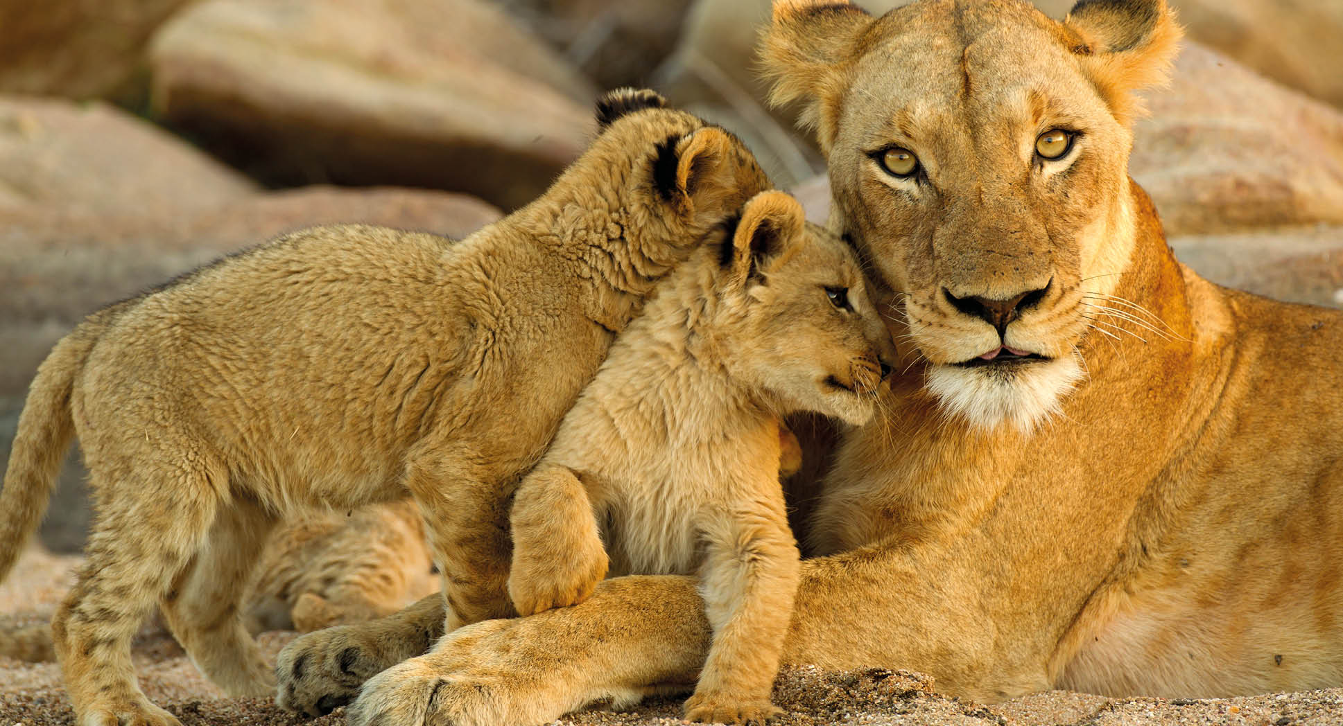 young cubs rub up against mom