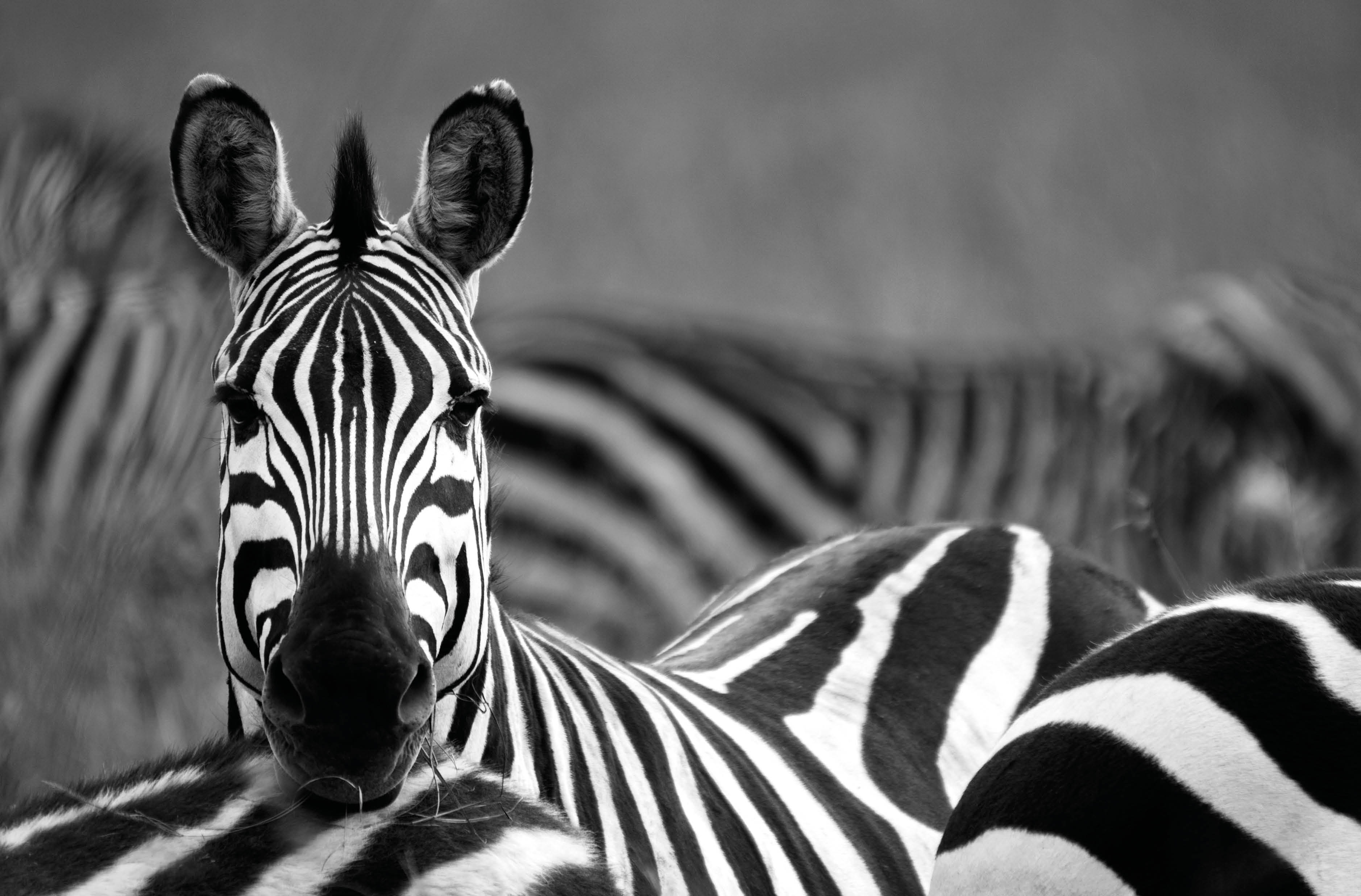 Zebra amongst a herd – black and white