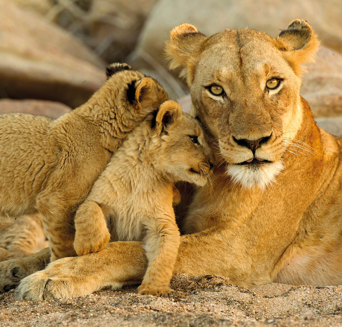 young cubs rub up against mom