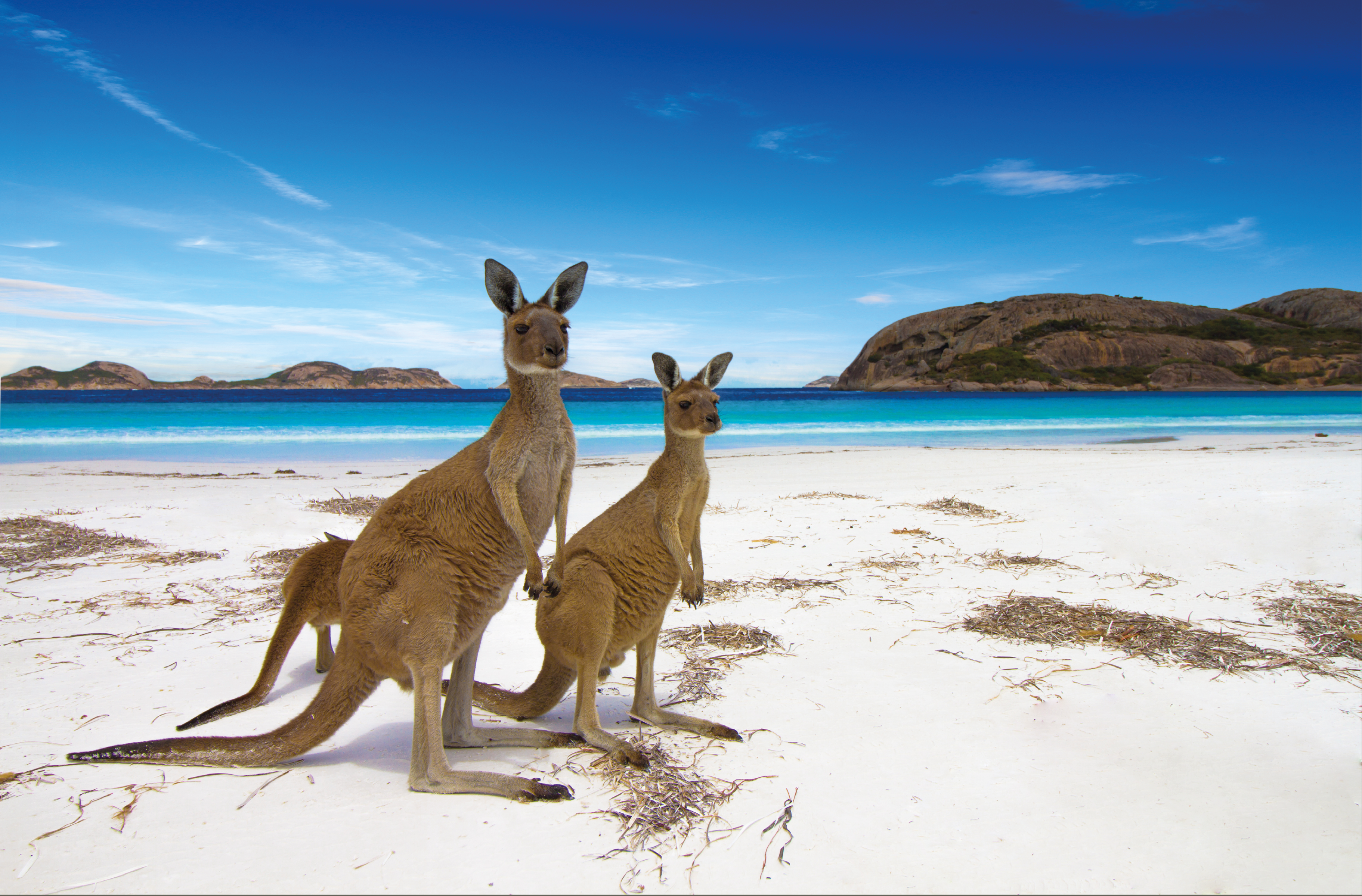 Esperence Lucky Bay Western Australia Kangaroo Beach