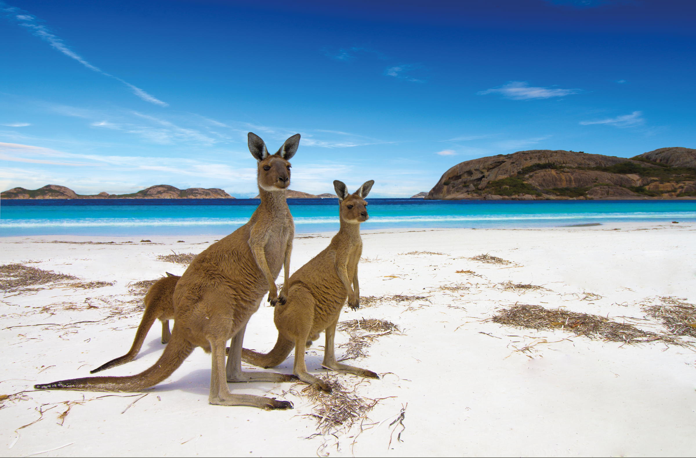 Esperence Lucky Bay Western Australia Kangaroo Beach