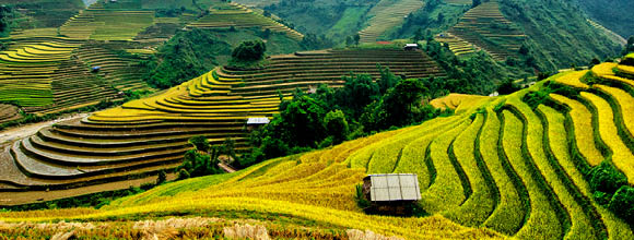 Rice fields on terraced of Mu Cang Chai, YenBai, Vietnam. Rice fields prepare the harvest at Northwest Vietnam