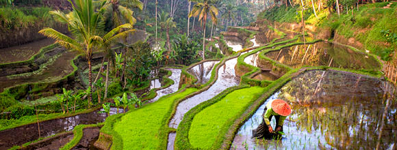 Rice field workers in Indonesia