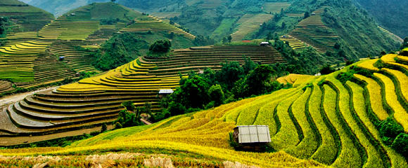 Rice fields on terraced of Mu Cang Chai, YenBai, Vietnam. Rice fields prepare the harvest at Northwest Vietnam