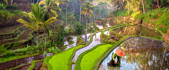 Rice field workers in Indonesia